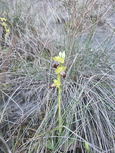 Ophrys forestieri  - Pere Espinet
