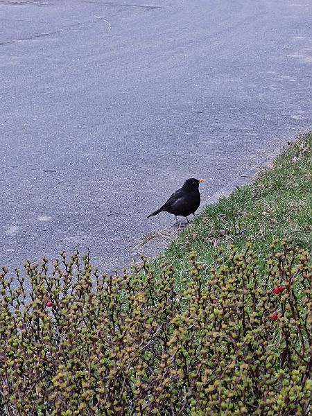 kos  - Tomasz Zarzycki