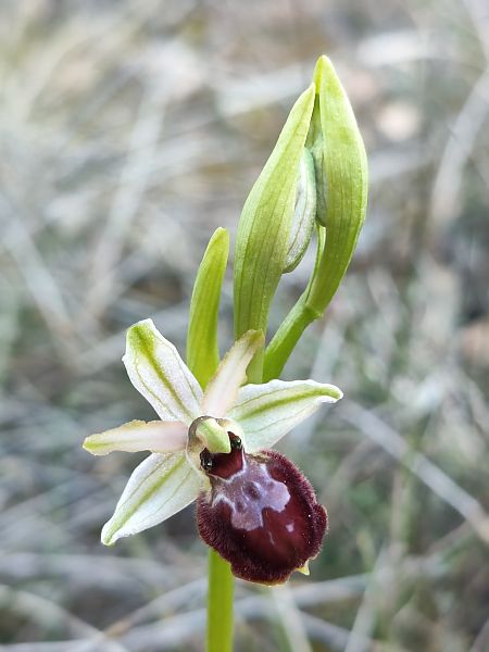 Ophrys arachnitiformis  - Enric Bringués