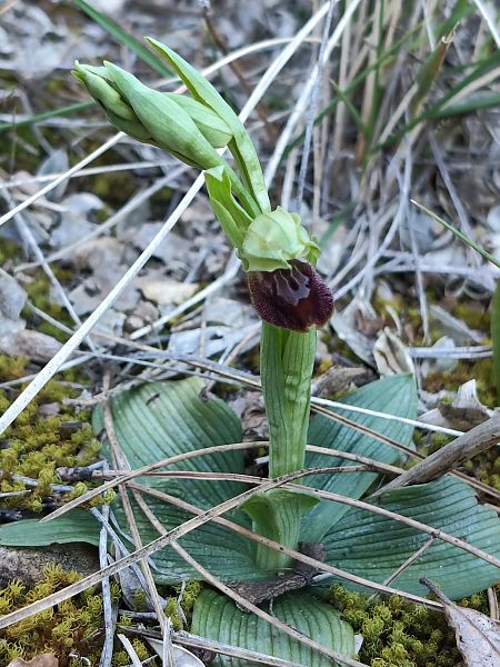 Ophrys arachnitiformis  - Enric Bringués