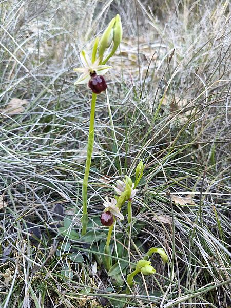 Ophrys arachnitiformis  - Enric Bringués