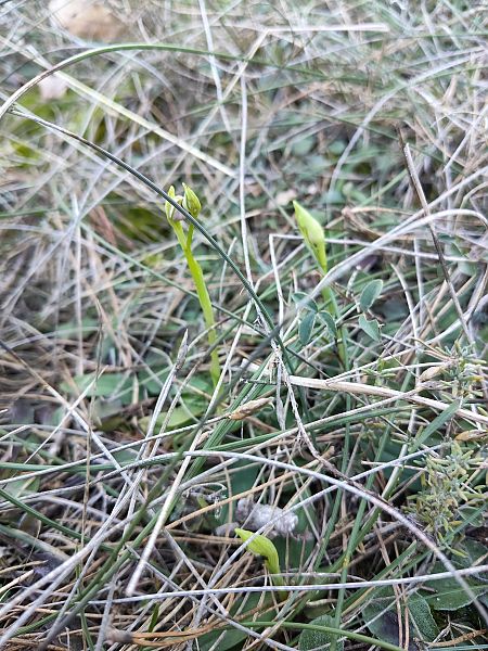 Ophrys arachnitiformis  - Enric Bringués
