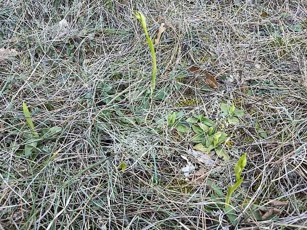 Ophrys arachnitiformis  - Enric Bringués