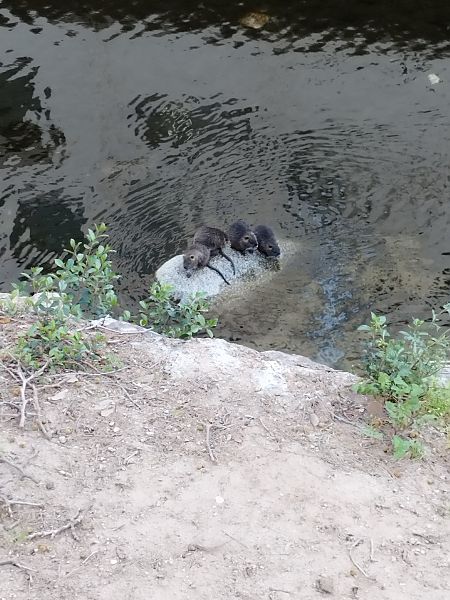 Coipú  - Yaiza Vilarrasa