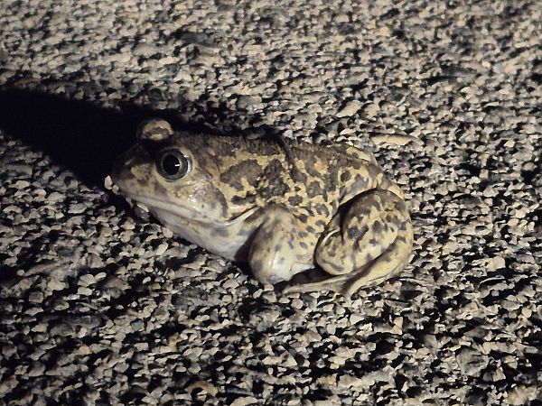 Gripau d'esperons  - César Piñol Baena