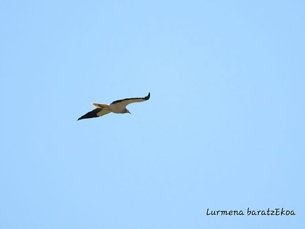 Sai zuria  - Mikel Etxegarai