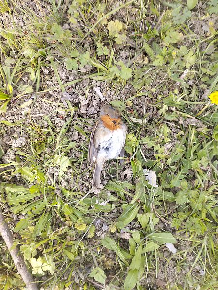 Rougegorge familier  - Tommaso Bonora