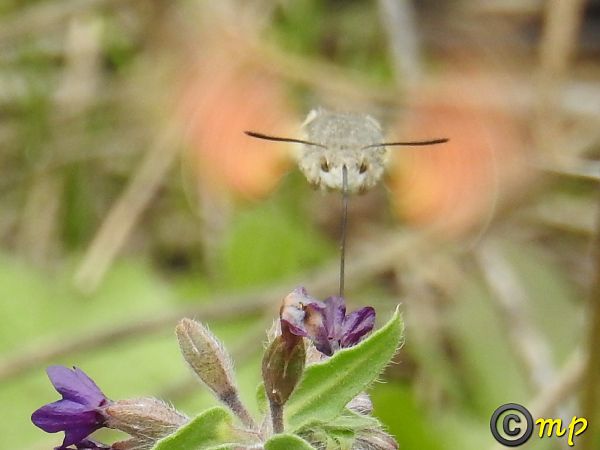Macroglossum stellatarum  - Mario Paloni