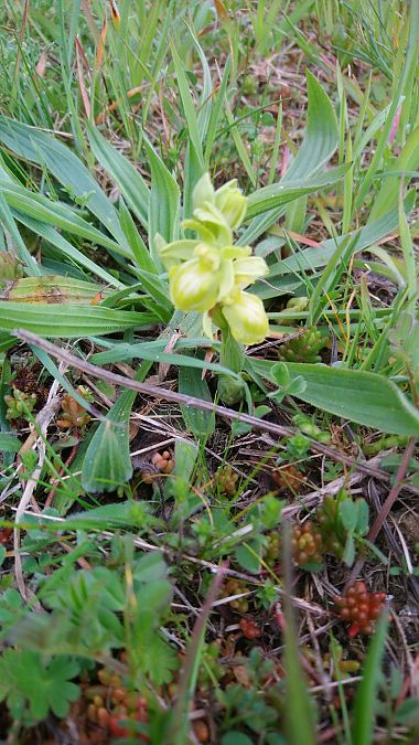Ophrys occidentalis  - Monique Souben