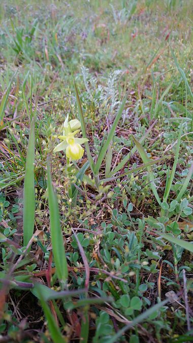 Ophrys occidentalis  - Monique Souben