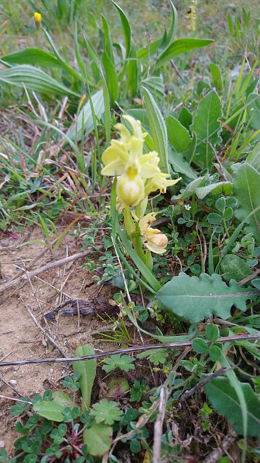 Ophrys occidentalis  - Monique Souben