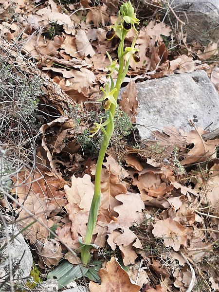Ophrys araneola  - Richard Fay