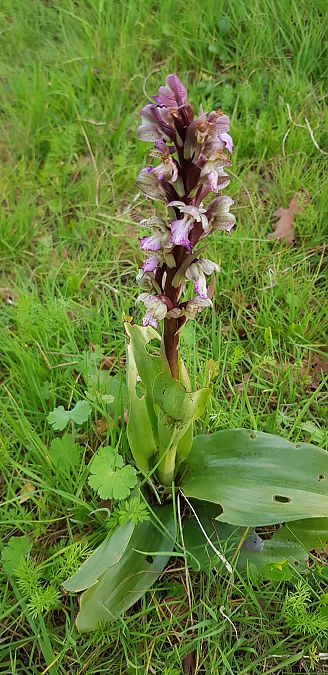 Himantoglossum robertianum  - Bruno Durbin