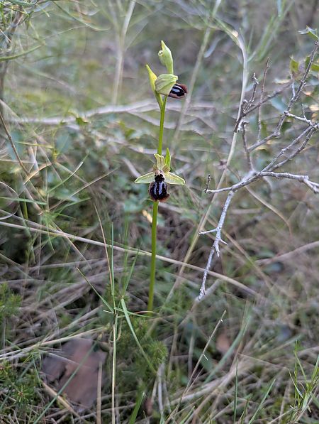 Ophrys passionis  - Caterina Arias Climent