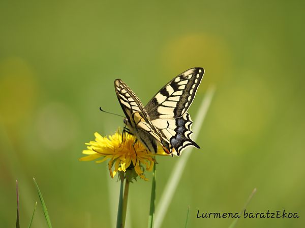 Papilio machaon  - Mikel Etxegarai