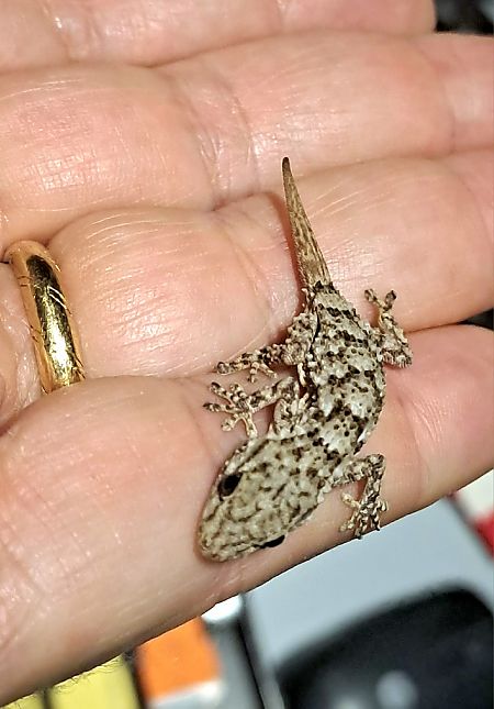 Geco comune  - Claudio Danesi