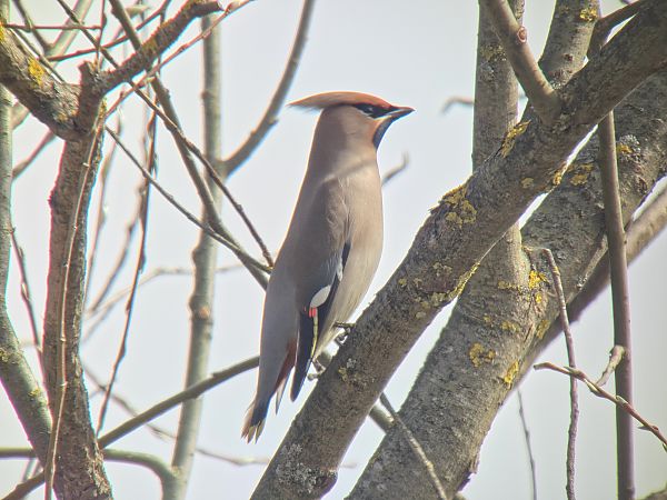 jemiołuszka  - Sebastian Watras