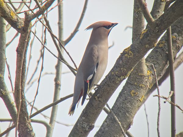 Seidenschwanz  - Sebastian Watras