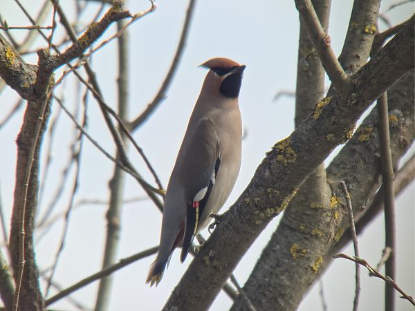 Seidenschwanz  - Sebastian Watras