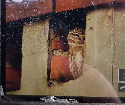 pójdźka  - Sebastian Watras