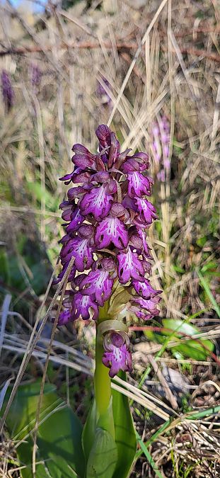 Himantoglossum robertianum  - Maude Lajara