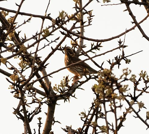 Tordo sassello  - Roberto Villani