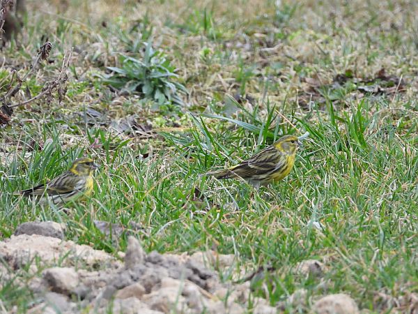 kulczyk  - Adrian Dudkiewicz