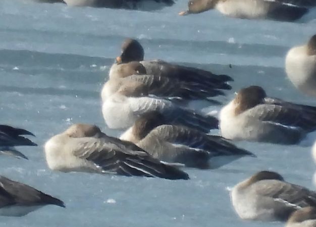 Kurzschnabelgans  - Robert Locman