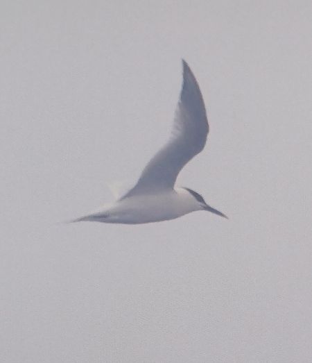 Brandseeschwalbe  - Dawid Kilon