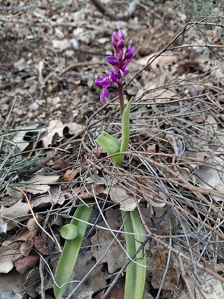 Orchis olbiensis  - Patrick Serra