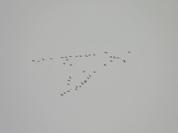 Spatola  - Andrea Sorrentino