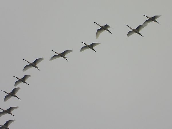 Spatola  - Andrea Sorrentino