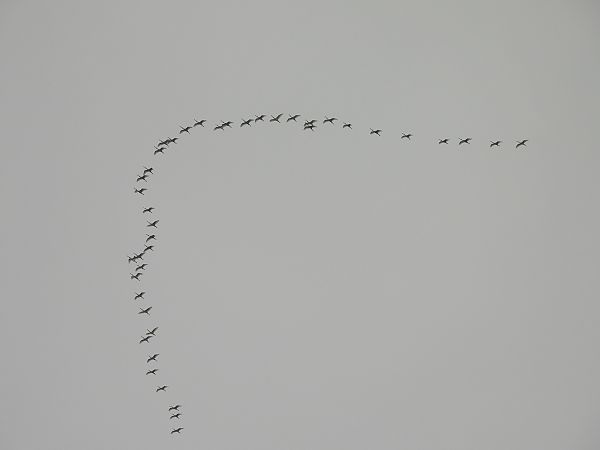 Spatola  - Andrea Sorrentino