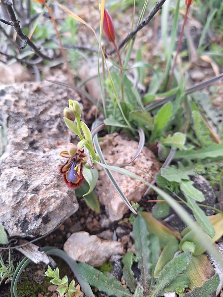 Ophrys speculum  - Marc Anton