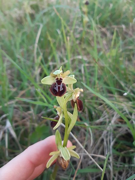 Ophrys sphegodes  - Claire Souben