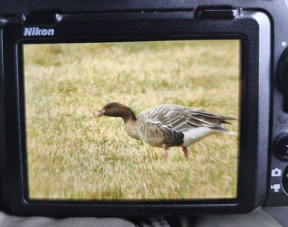 Kurzschnabelgans  - Mikołaj Rowicki