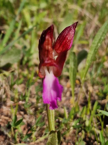 Anacamptis papilionacea  - Diane Raibaut
