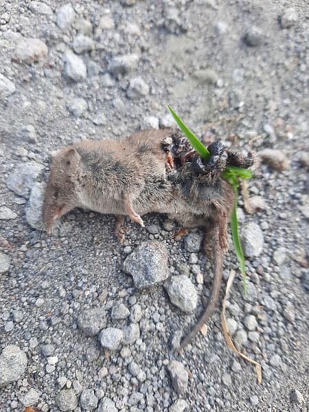 Crocidura sp.  - Michele Coppola