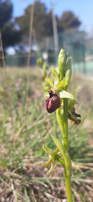 Ophrys passionis  - Romain Sauvan