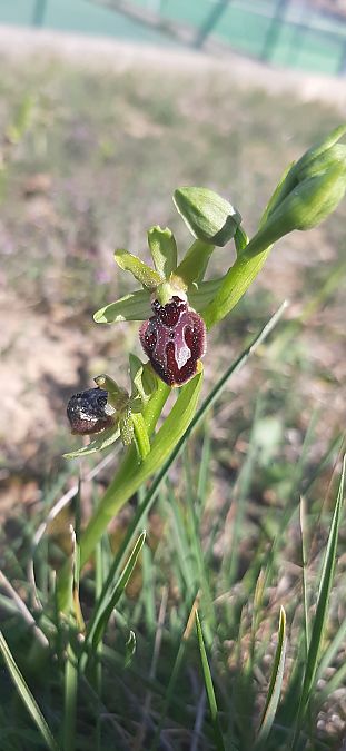Ophrys passionis  - Romain Sauvan