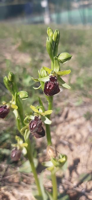 Ophrys passionis  - Romain Sauvan