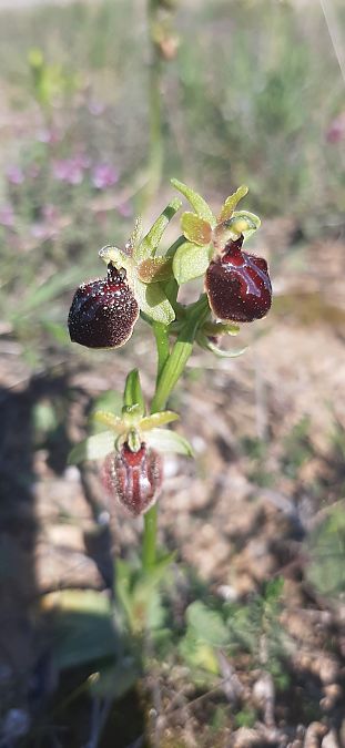 Ophrys passionis  - Romain Sauvan