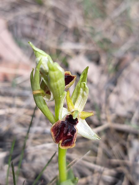 Ophrys caloptera  - Emmanuel Cosson