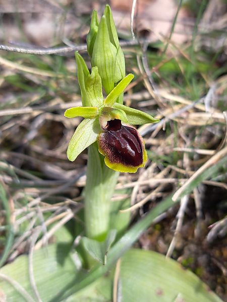 Ophrys caloptera  - Emmanuel Cosson