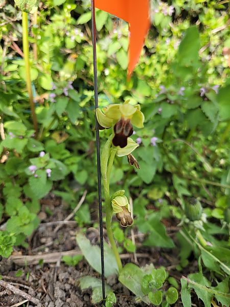 Ophrys forestieri  - Maxime Duclos