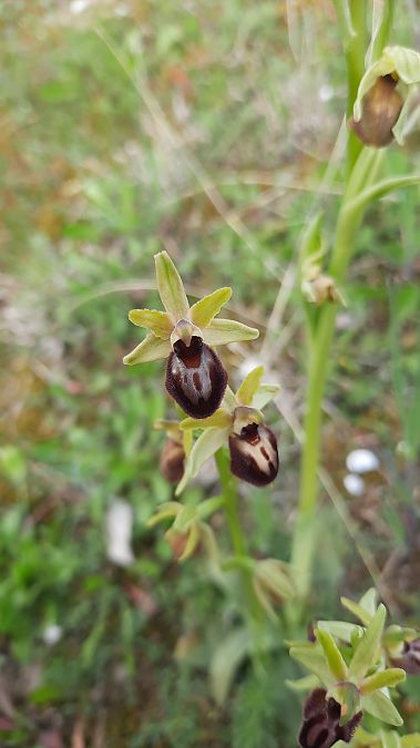 Ophrys occidentalis  - Quentin Jallat