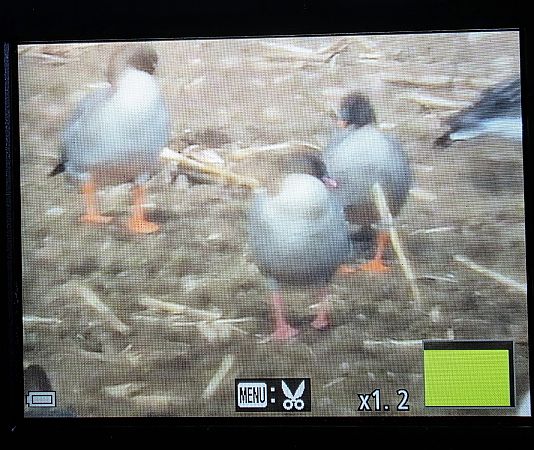 Kurzschnabelgans  - Robert Locman