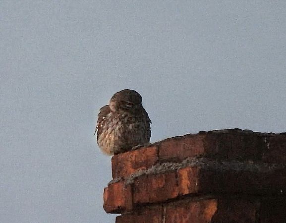 pójdźka  - Jonatan Manista