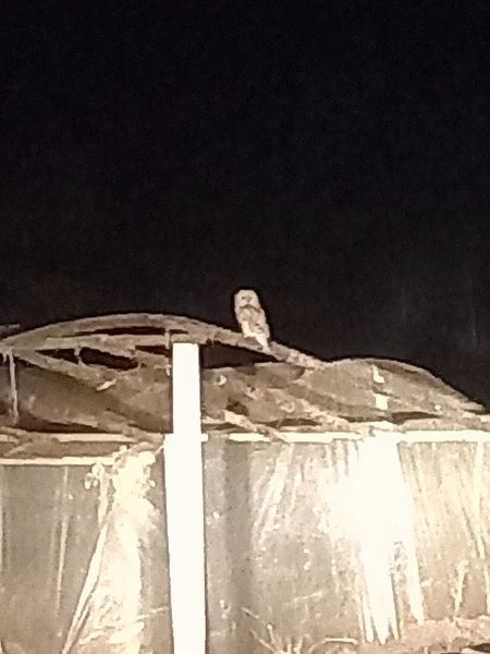 puszczyk  - Justyna Krawczyk