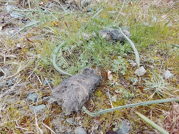 Lupo  - Davide Parodi